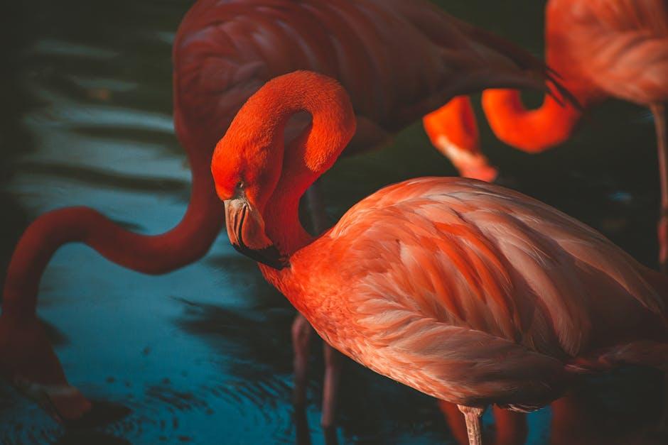 The Allure of ⁤Pink Feathers: What ‌Makes Flamingos So‍ Hypnotic