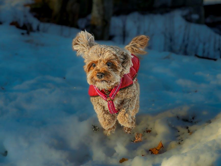 Aftercare Matters: Keeping Your Poodles Ears Healthy and Happy