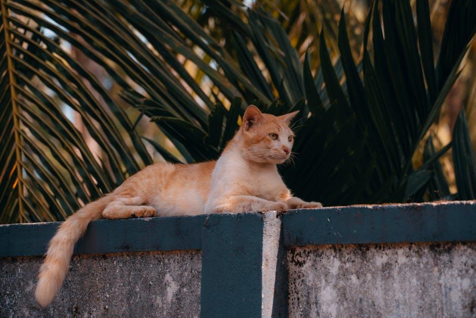 From Cat ⁤Videos‌ to ​Cultural Phenomenon: ​The Evolution of Content