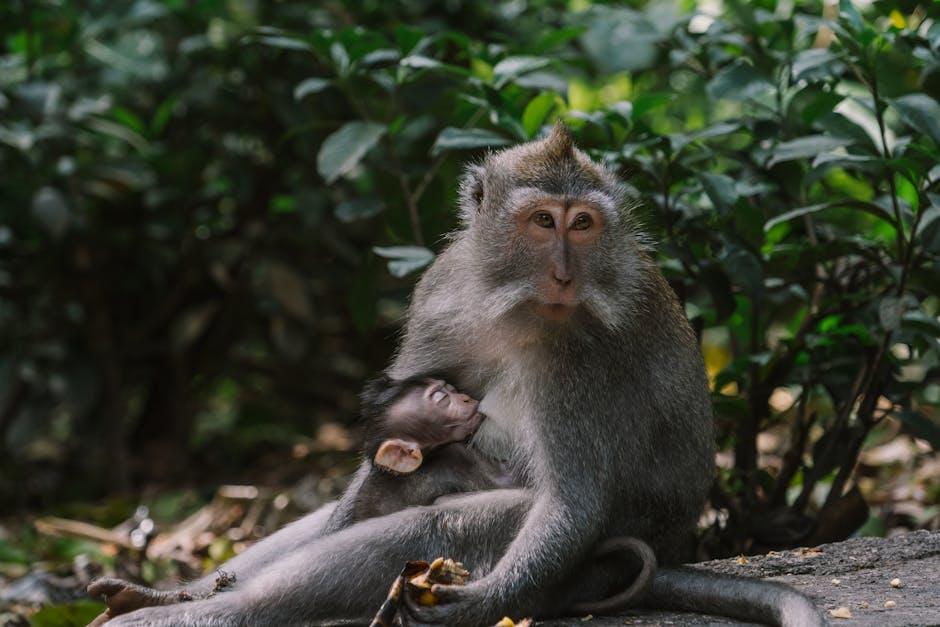 Exploring Baby ⁤Monkey Tinas⁣ Adventurous Escapades on YouTube