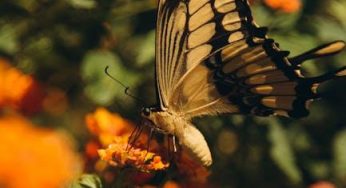 Easy Steps to Install Butterfly Hinges on Your Screen Door