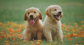 Your Pawsitive Guide to Birthing Puppies on YouTube!