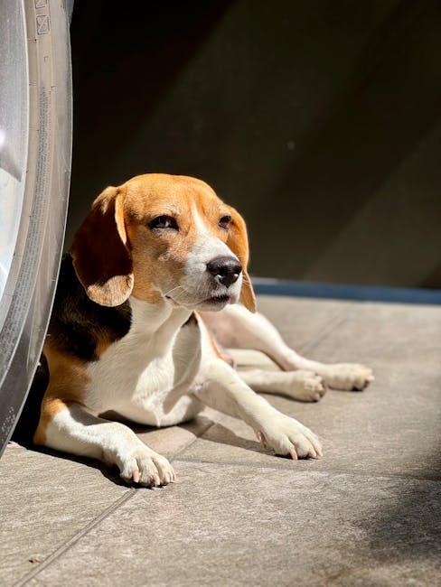 Behind the Camera: The ⁢Secrets of ‌Engaging​ Pet⁤ Content Creators