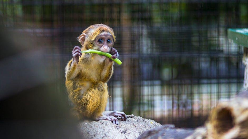 Where’s Baby Monkey Tina? Catching Up on Her YouTube Journey!