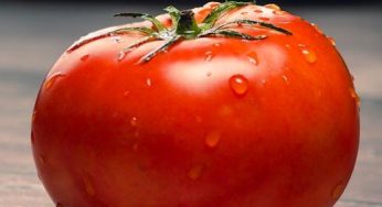 Mastering Tomato Plant Trimming: Your YouTube Guide Awaits!