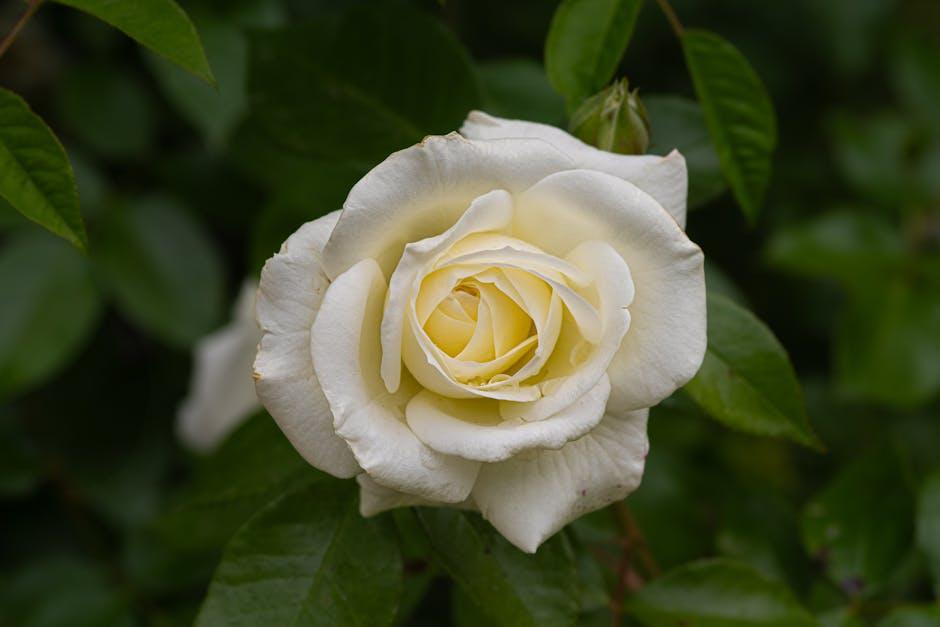 Top Fragrance YouTubers: The Scented Stars to Follow!