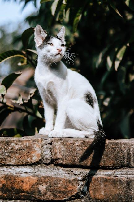 From ‍Cat Videos to Documentaries: ‍Exploring YouTube’s⁢ Content Explosion