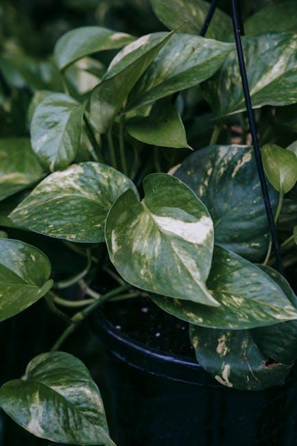 Mastering Pothos: Your Friendly Guide to Perfect Trimming!