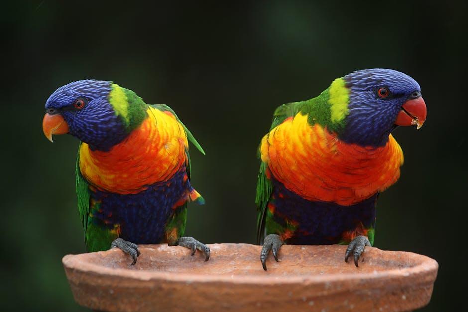 Exploring the Talents Behind the​ Feathers: How Parrots ‍Master Their YouTube Acts