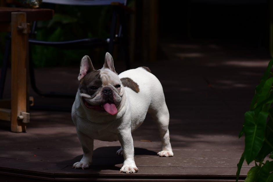 Capturing the Magic: Best Tips for Filming the Puppy Arrival