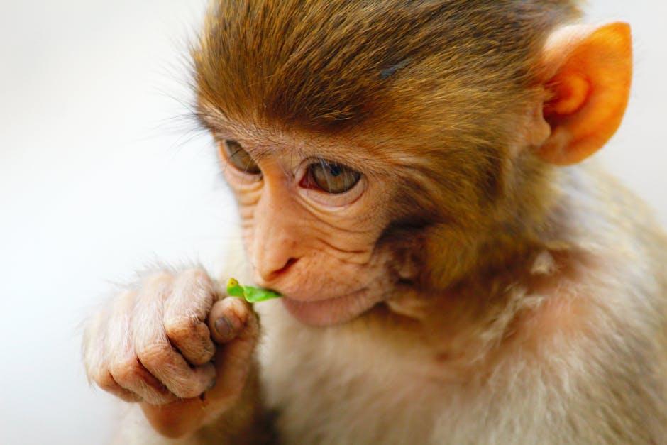 Behind⁤ the Scenes: How Baby Monkey Tina Became a Social Media Sensation