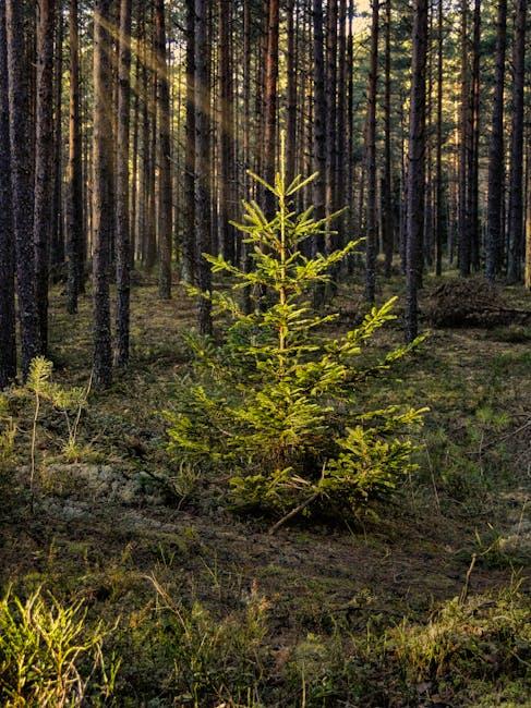 How Clearing Cache Can Boost⁤ Your Streaming Experience