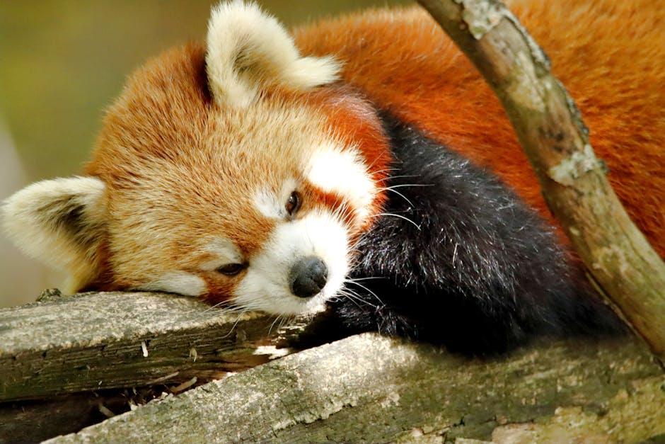 Firefox or Edge?⁤ Exploring Alternative Browsers for‌ a Smoother Experience