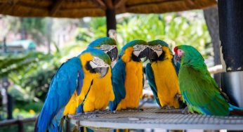 Do Parrots Really Script Their YouTube Shenanigans?