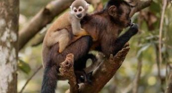 Where’s Baby Monkey Tina from YouTube Hiding Today?