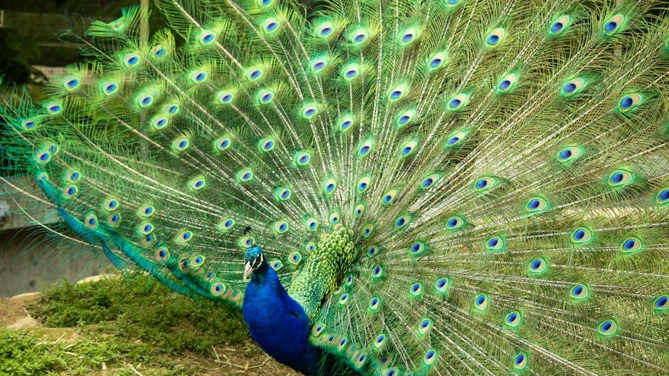Tips for ⁣Creating Authentic Bird⁤ Videos That Soar
