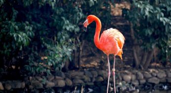 Why Flamingo’s Charm Makes Him a YouTube Favorite!