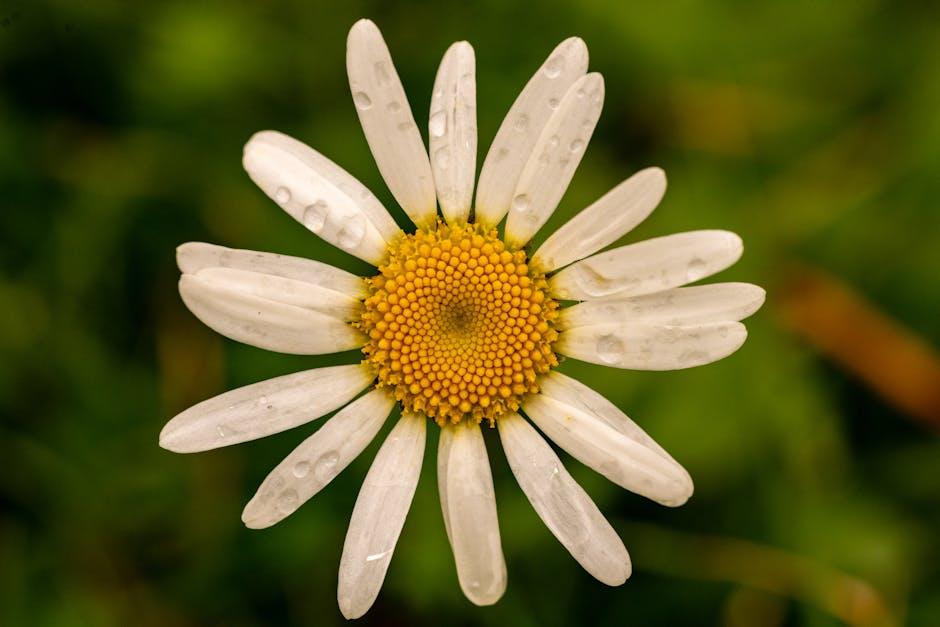 Tips⁤ for Aspiring ⁢Creators: Lessons ⁣Learned from Daisy Duke’s Viral Success