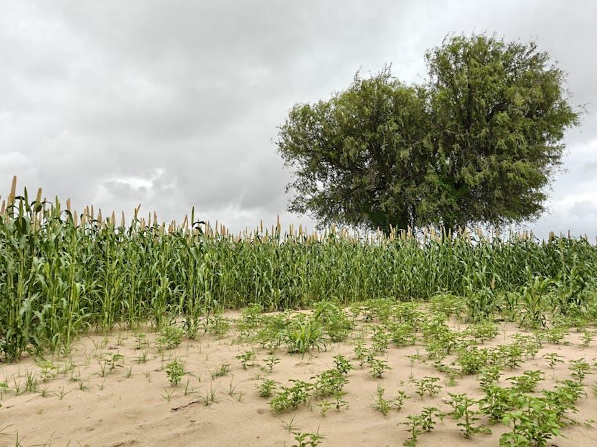 Strategies ‌and Secrets Behind Stellar Subscriber Growth