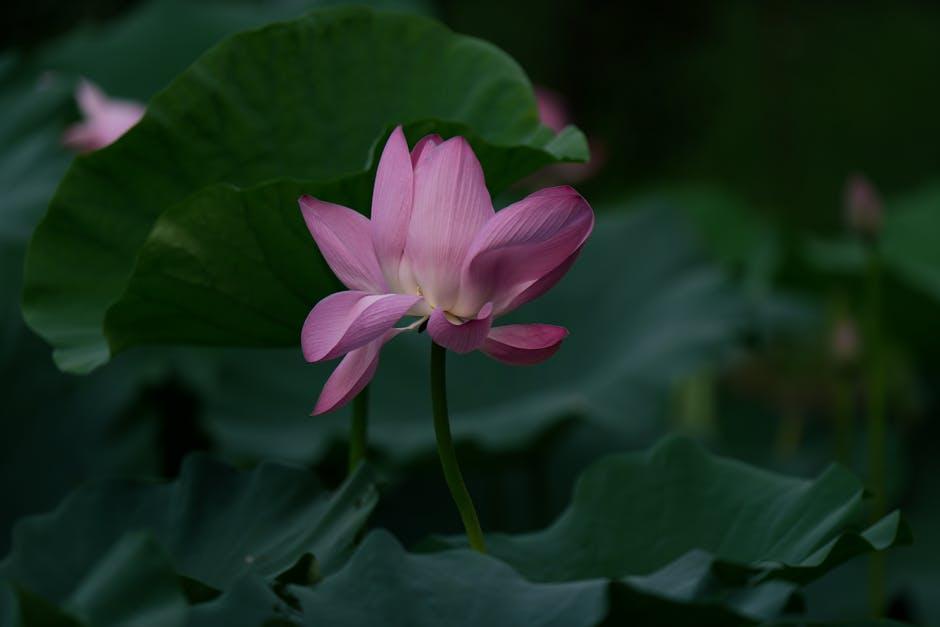 Understanding the Algorithms: Your Guide to‍ Subscriber Growth