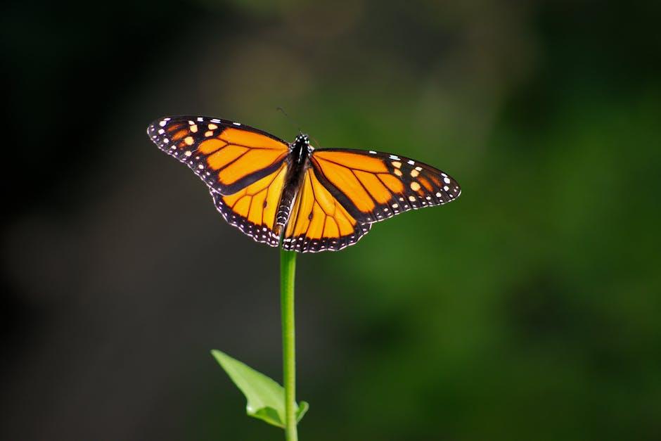 Essential Tools and Materials You ‌Need for a Smooth Installation