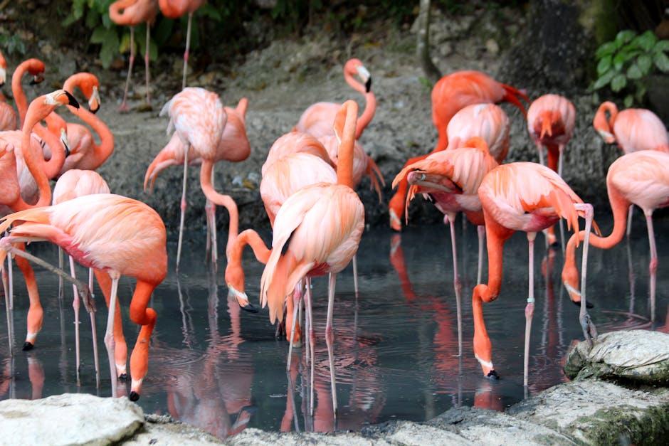 The Impact of Me at the Zoo‍ on YouTube’s Evolution