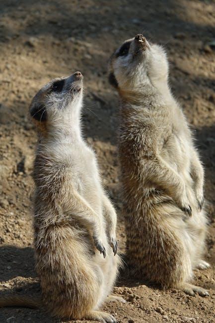 Diving Deep into Viewer Behavior: Why We Cant Stop Watching