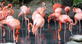 Why Flamingo Captivates Audiences: A Dive into His Charm