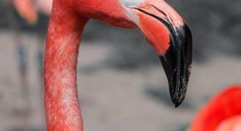 Why Flamingo’s Whimsical Charm Captivates His Fans