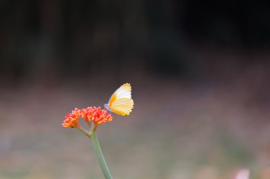 Choosing⁣ the Right Butterfly Hinges for Your Screen Door Upgrade