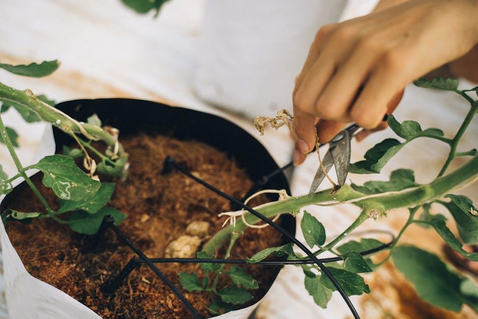 YouTube Gurus Unleashed: Finding ​the​ Best ‌Channels for Tomato Tips